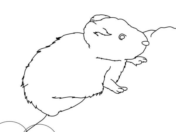 Hare Belyak coloring page