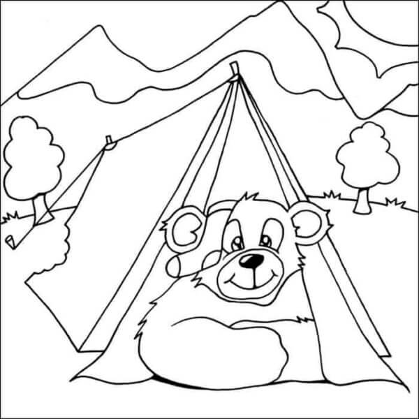 Koala in Camping