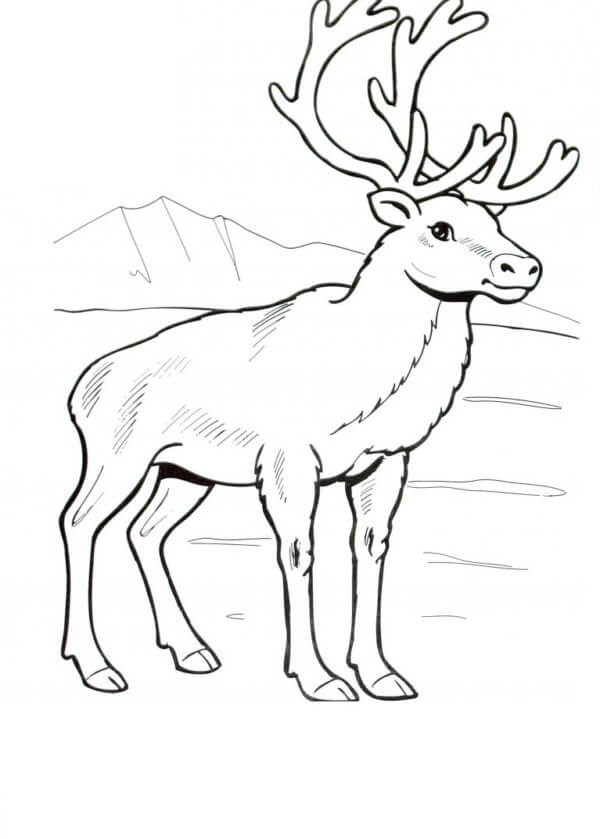 Majestic Reindeer coloring page