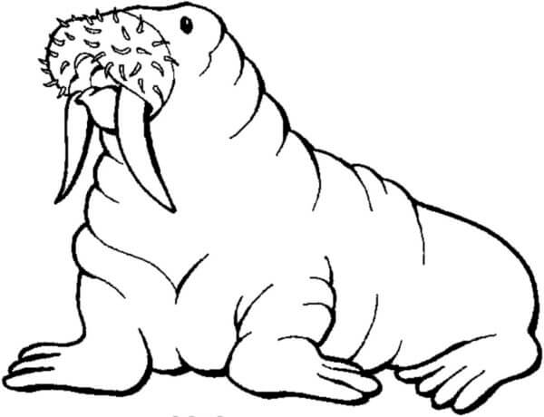 Majestic Walrus With Powerful Tusks