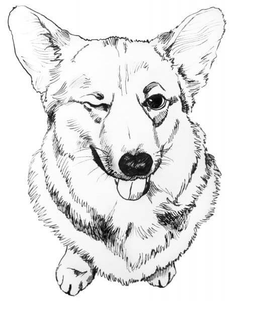 Nice Corgi coloring page