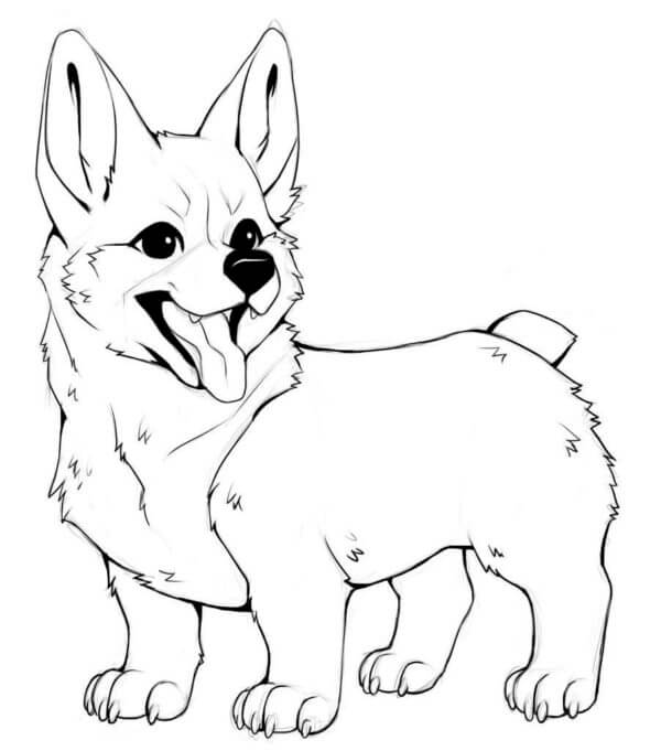 Corgi coloring pages