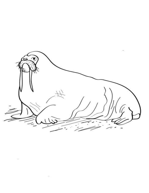 Seal Lying Down coloring page