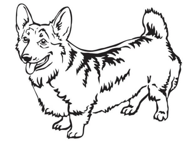 The Welsh Corgi Has a Very Thick Undercoat coloring page