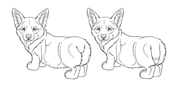 Two Adorable Corgi coloring page