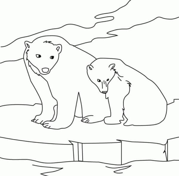 Two Bears Looking For Fish