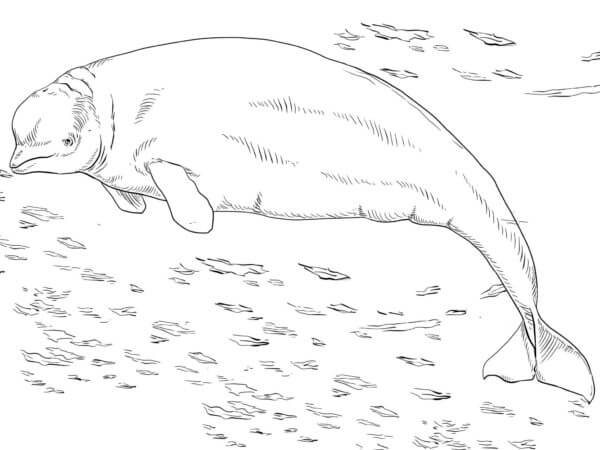 White Whale coloring page