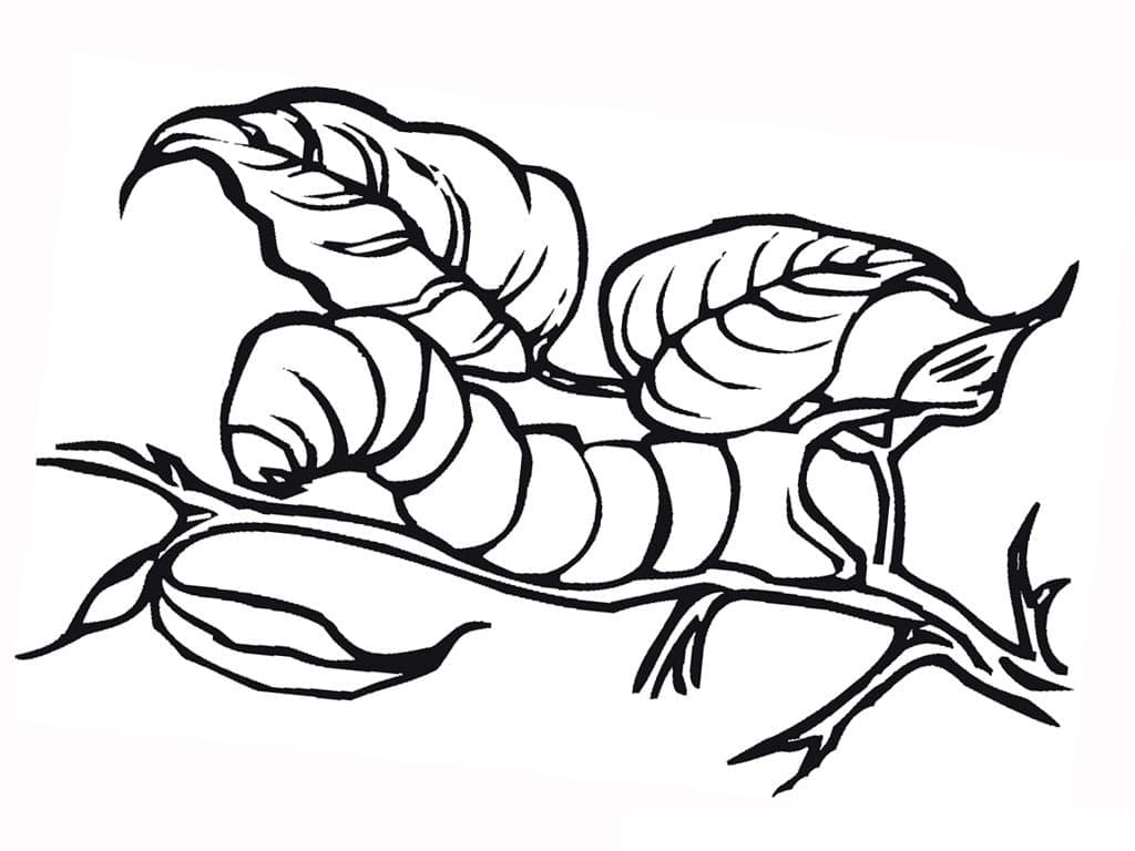 A Caterpillar coloring page