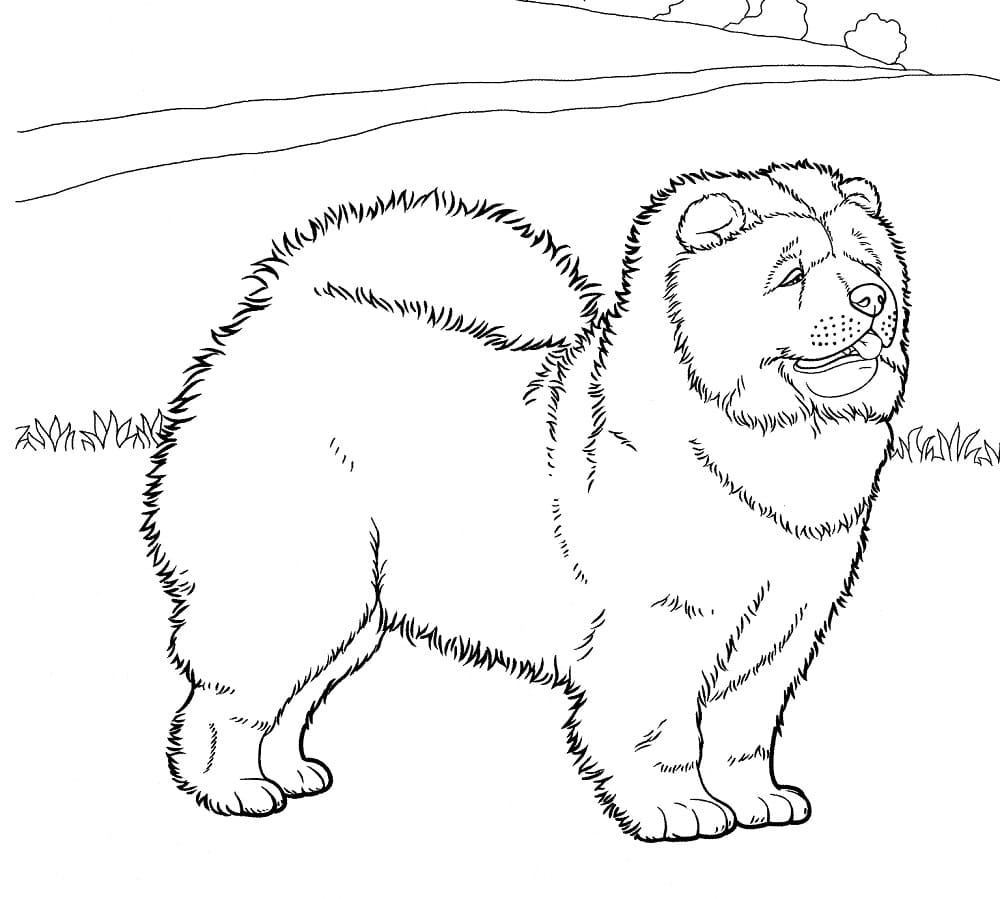 A Chow Chow Dog coloring page