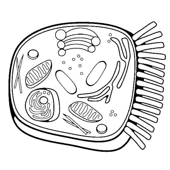 Biology coloring pages - ColoringLib