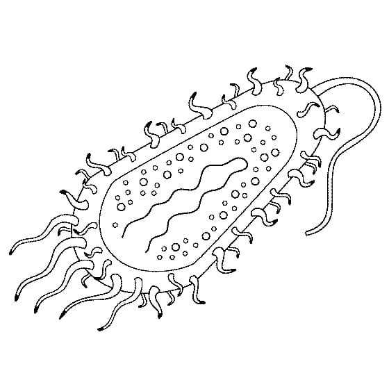 Bacteria Cell