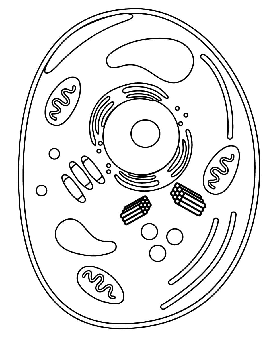 Biology Animal Cell coloring page - Download, Print or Color Online for ...