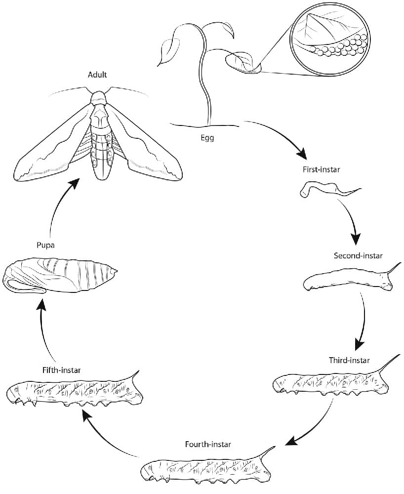 Biology Manduca Life Cycle coloring page