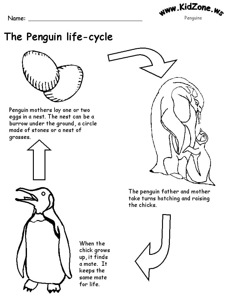 Biology Penguin Life Cycle coloring page