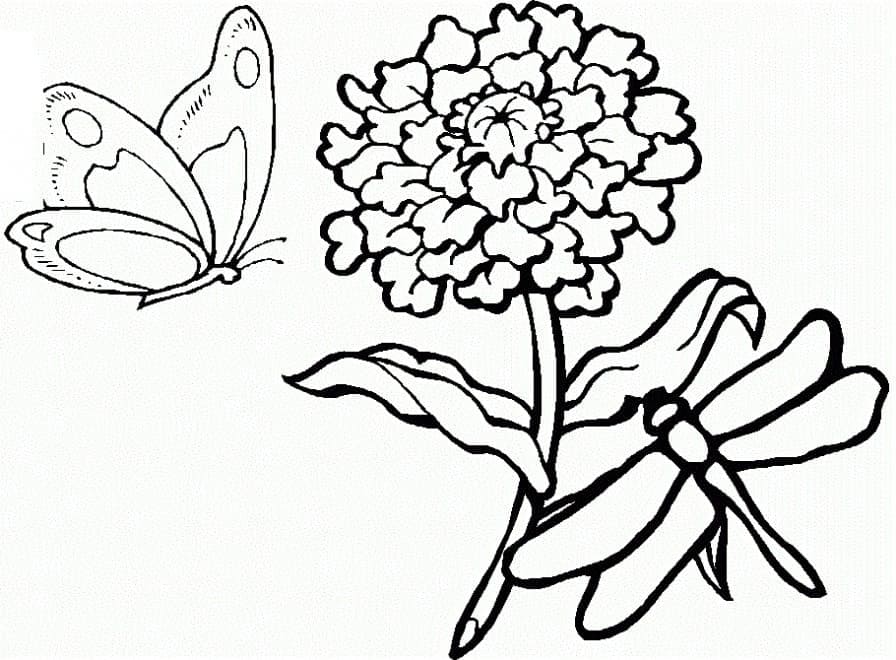 Butterfly and Dragonfly