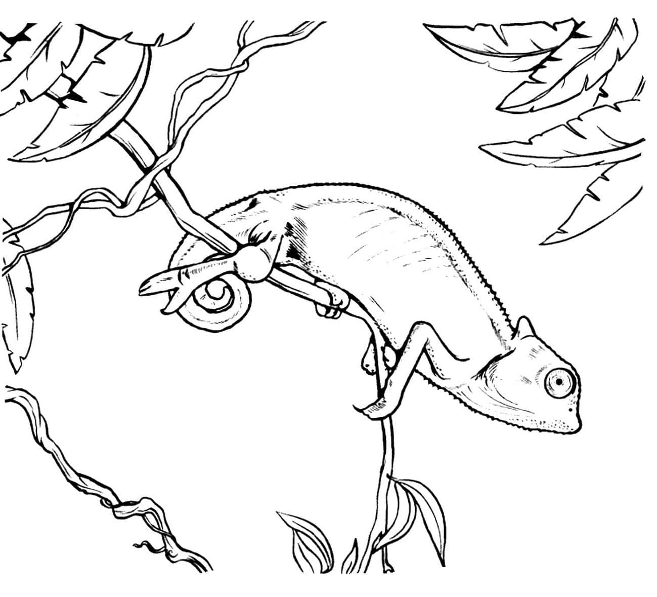 Curious Chameleon coloring page