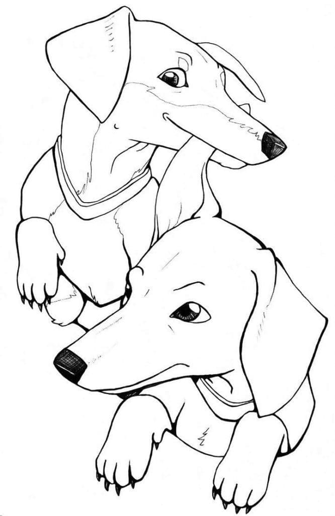 Cute Dachshund Dog coloring page