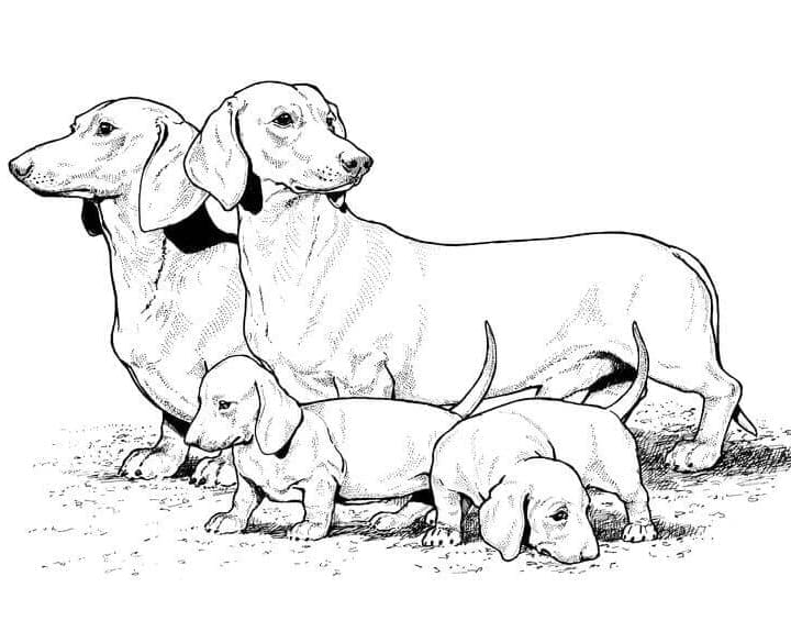 Dachshund Family coloring page