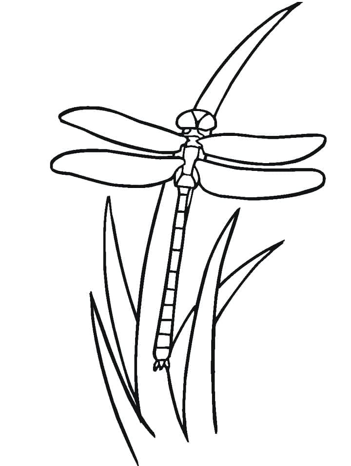 Dragonfly For Children coloring page - Download, Print or Color Online ...