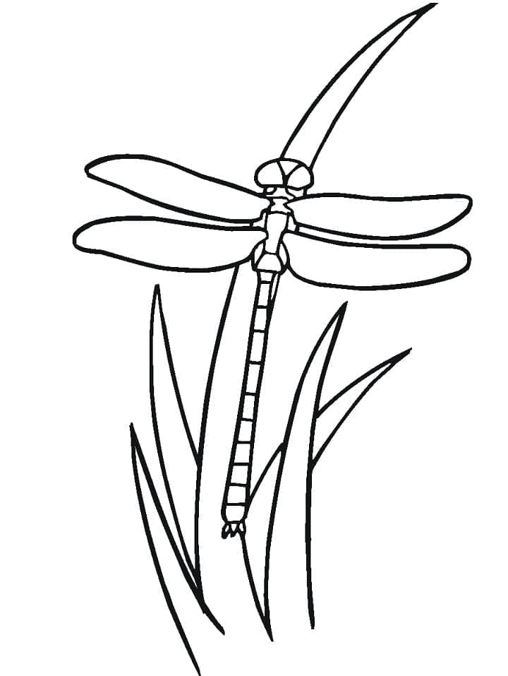 Dragonfly For Children coloring page