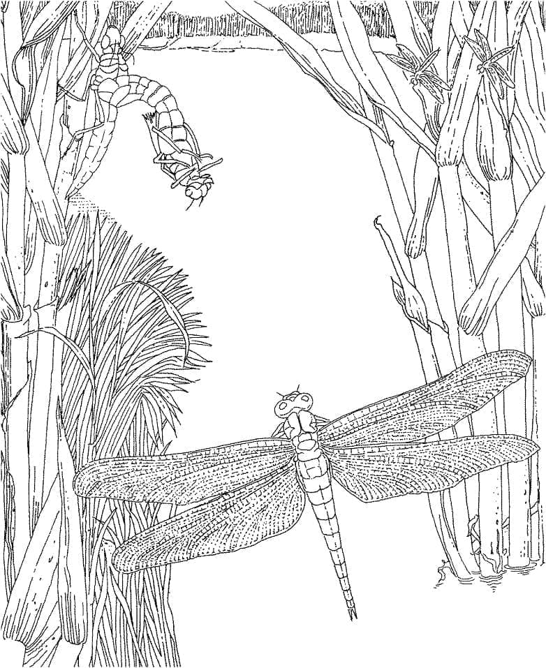 Dragonfly For Free coloring page