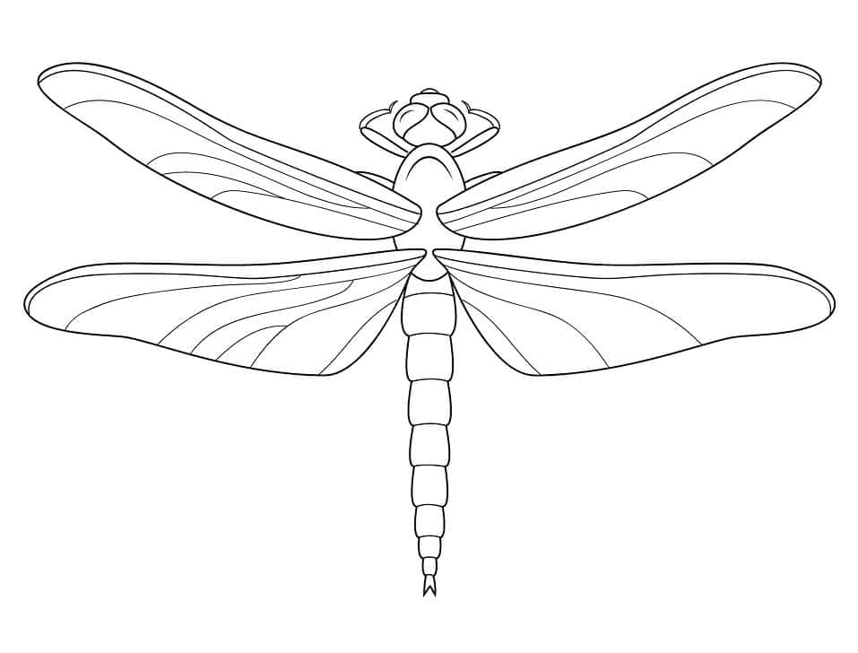 Dragonfly Free Printable coloring page