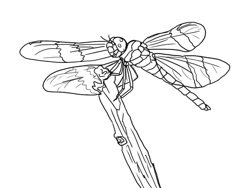 Dragonfly Printable For Kids