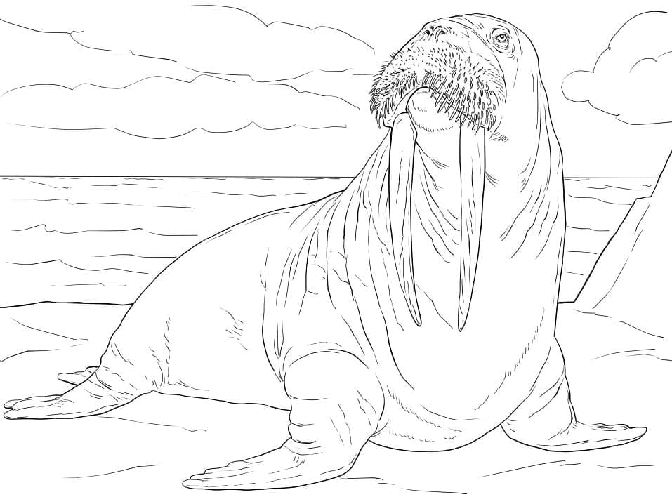 Drawing of Walrus