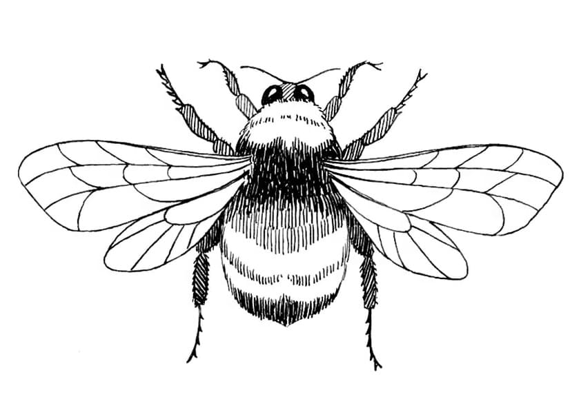 Free Drawing of Bumble Bee