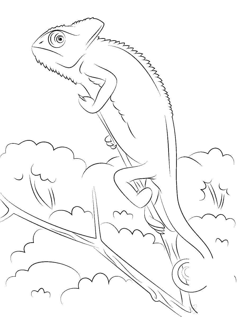 Free Drawing of Chameleon