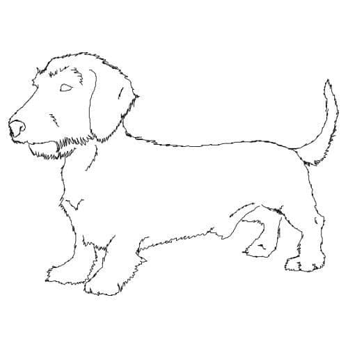 Free Printable Dachshund coloring page