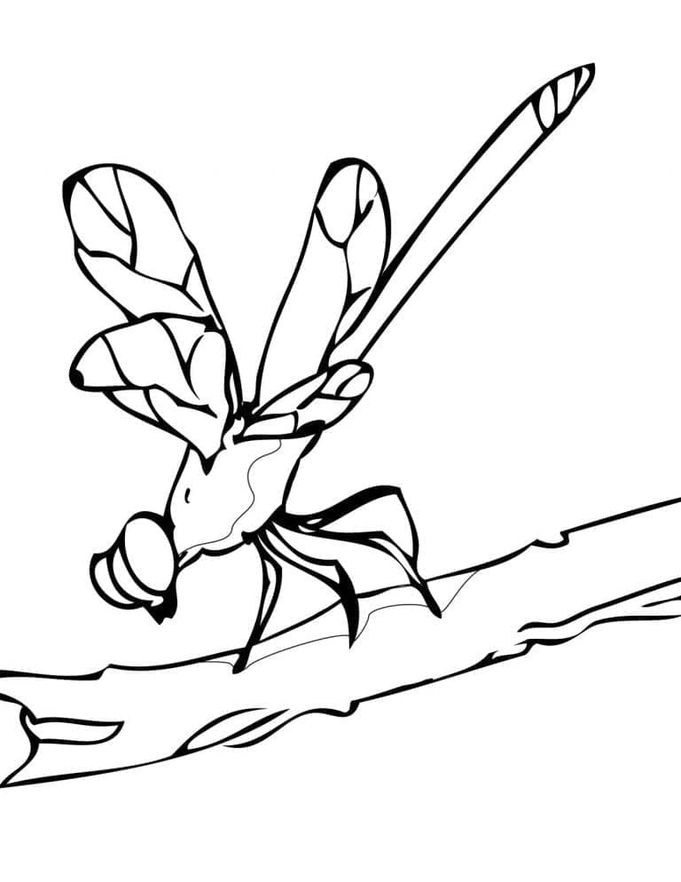 Free Printable Dragonfly coloring page