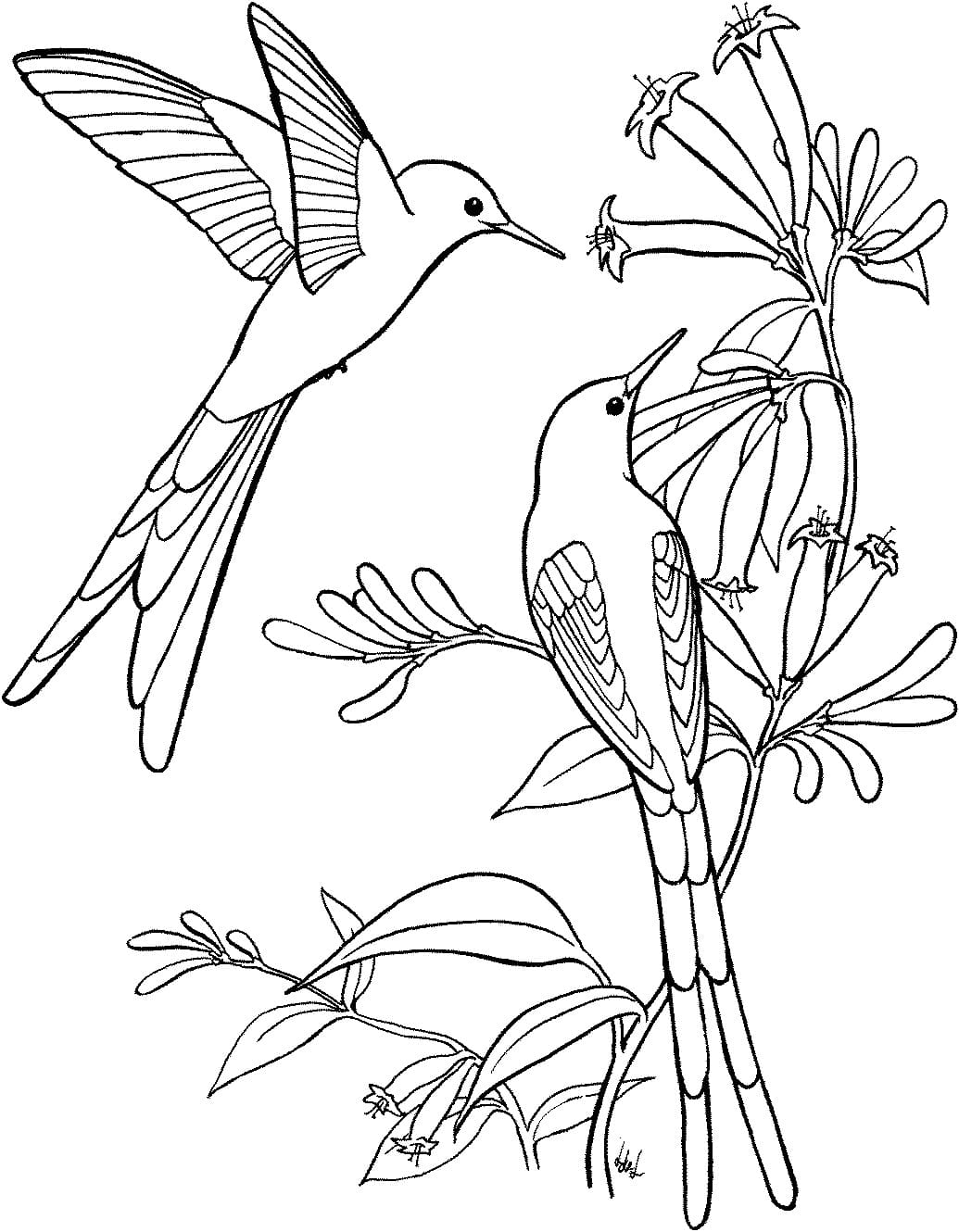 Free Printable Hummingbirds