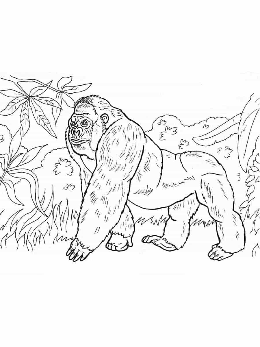 Gorilla in the Jungle coloring page