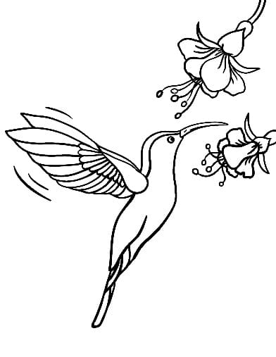 Hummingbird For Children coloring page