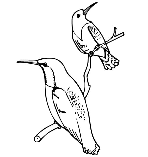 Hummingbirds on a Branch coloring page