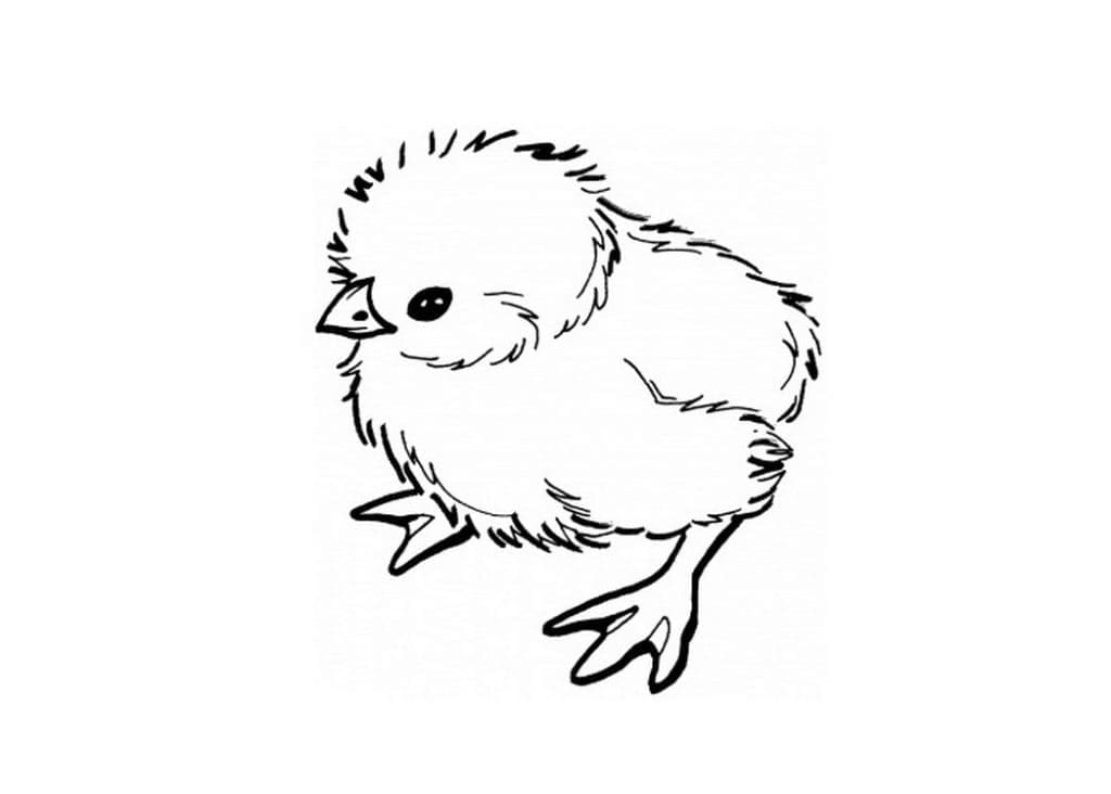 Normal Chick coloring page