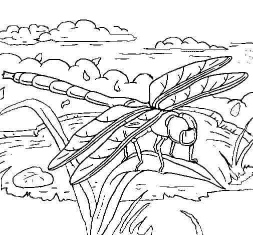 Normal Dragonfly coloring page