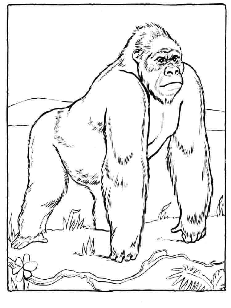 Normal Gorilla