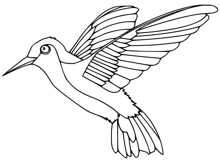 Hummingbird coloring pages