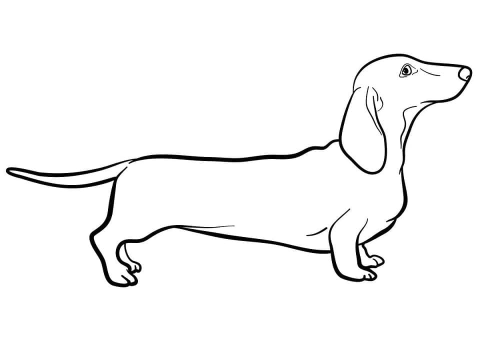 Print Dachshund