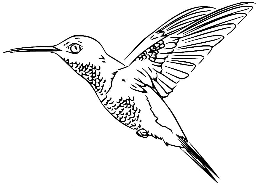 Realistic Hummingbird coloring page