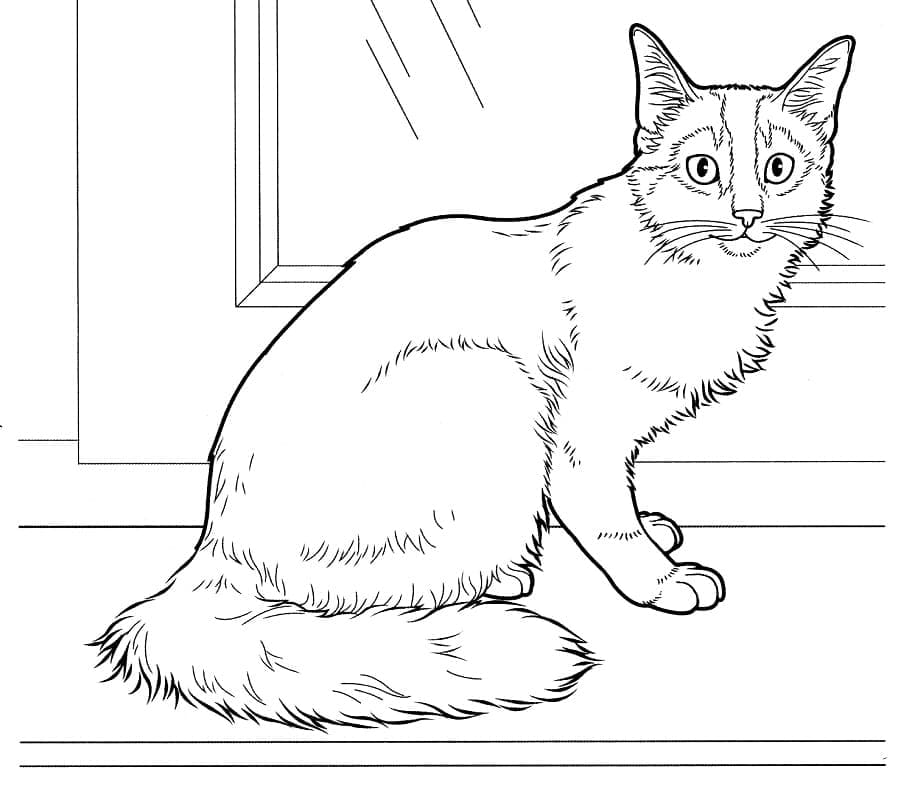Somali Cat coloring page - Download, Print or Color Online for Free