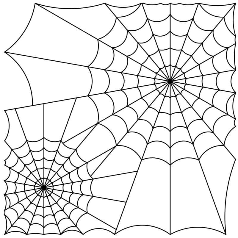 Spider Webs Image