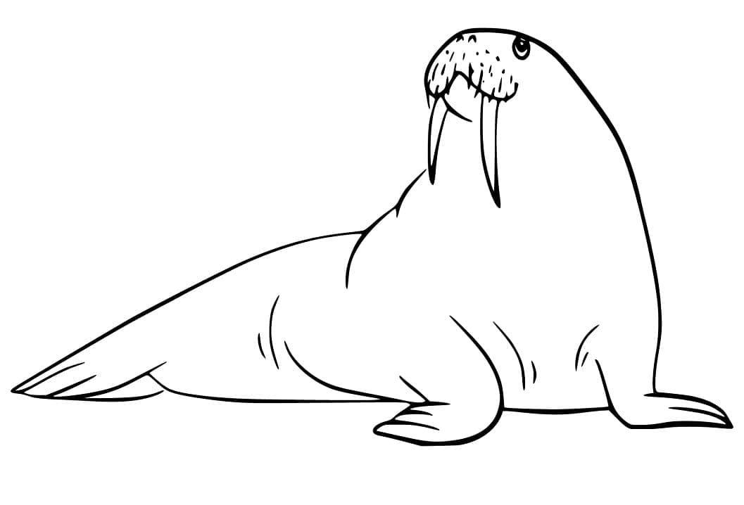 Walrus For Free coloring page