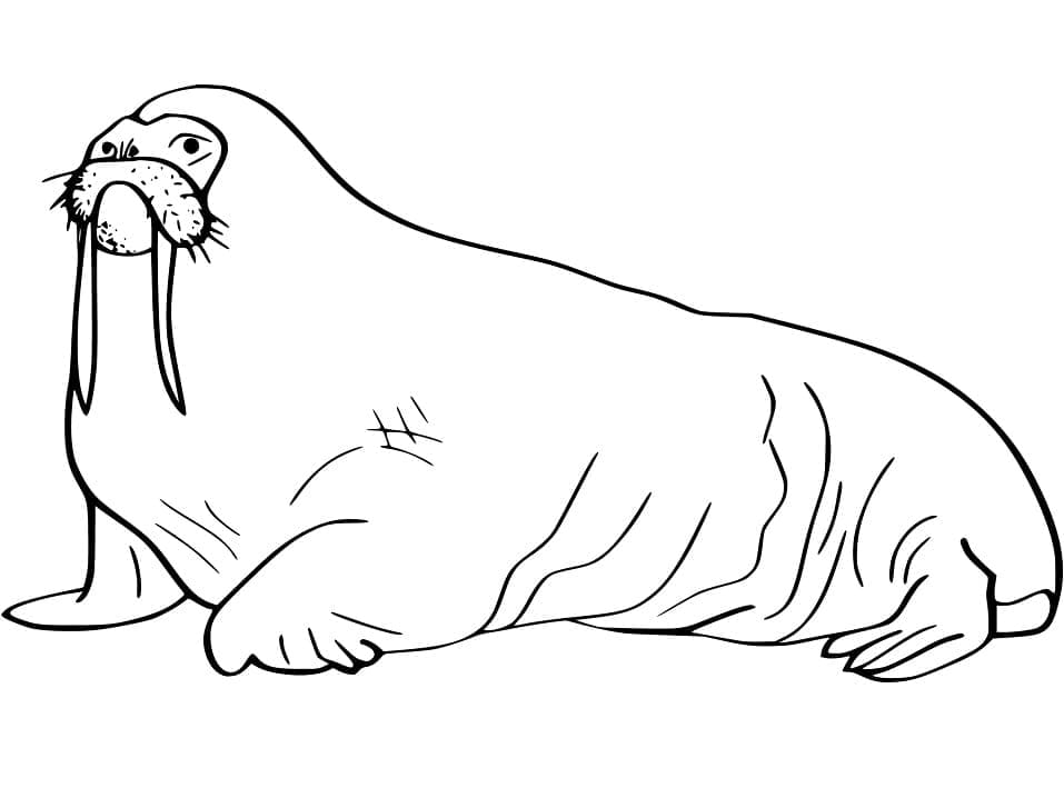 Walrus Picture