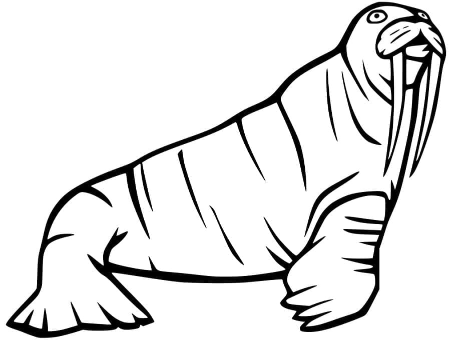 Walrus Printable coloring page