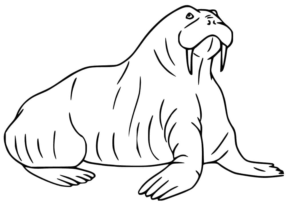 Walrus Printable For Kids coloring page