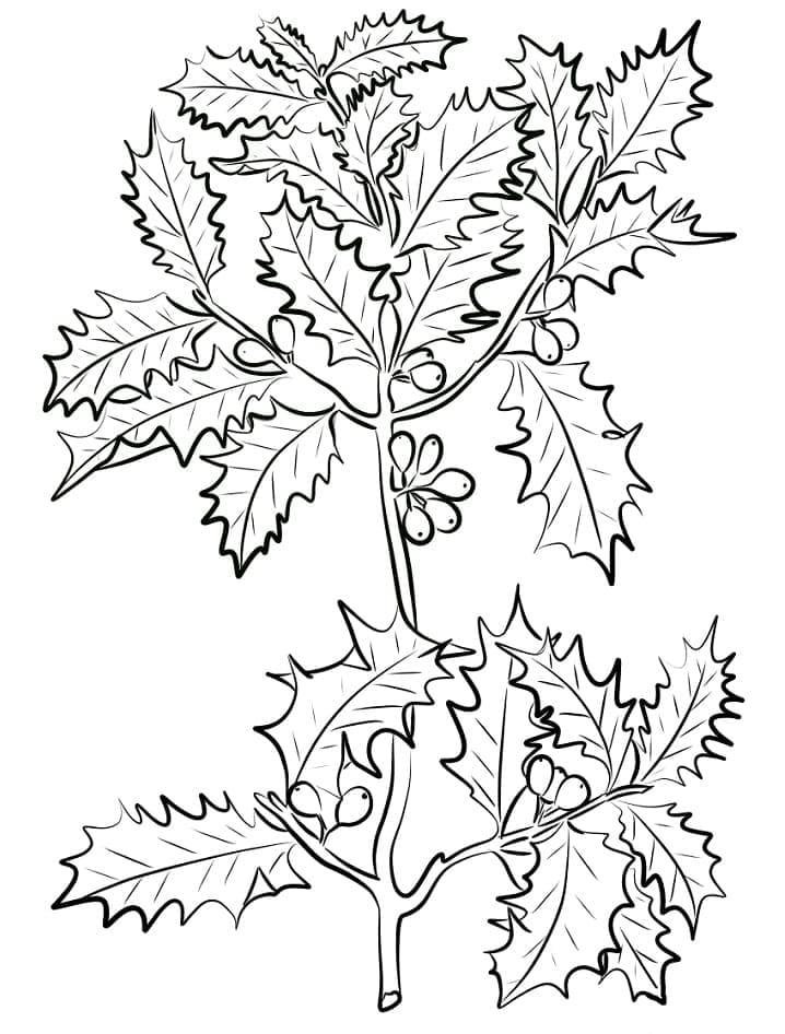 Xmas Holly to Print coloring page