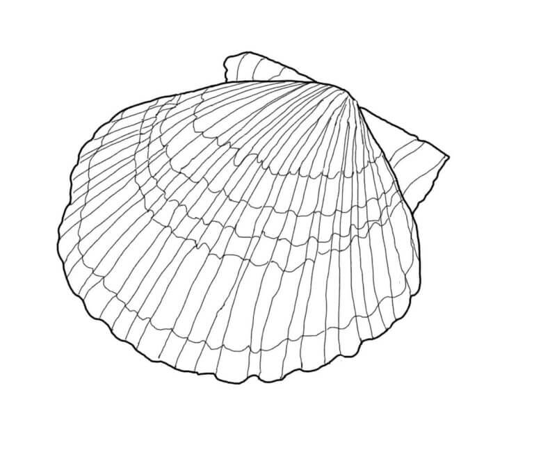 Classic Seashell coloring page